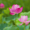 Pink Lotus